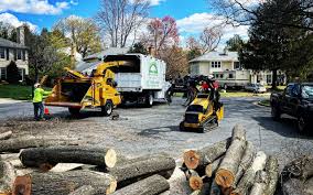 Best Palm Tree Trimming  in Girard, PA