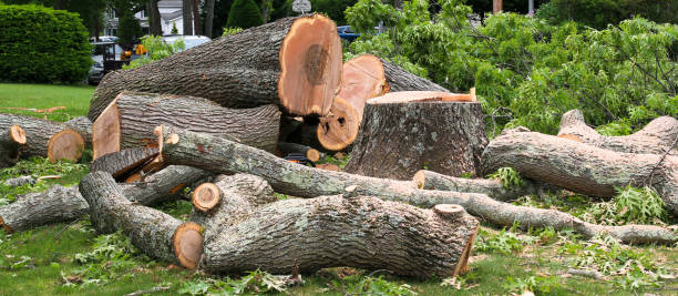 How Our Tree Care Process Works  in  Girard, PA