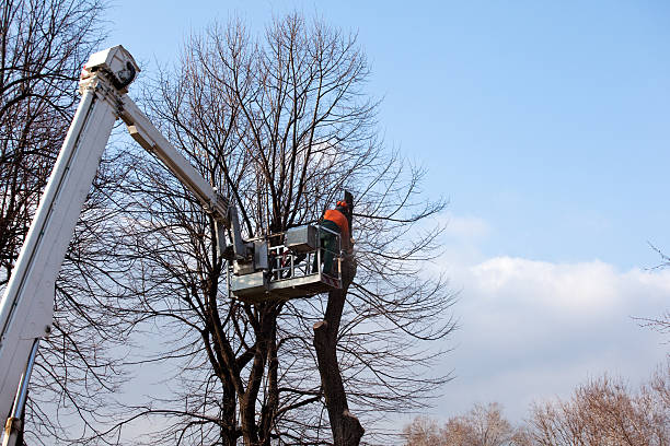 Best Tree Cabling and Bracing  in Girard, PA