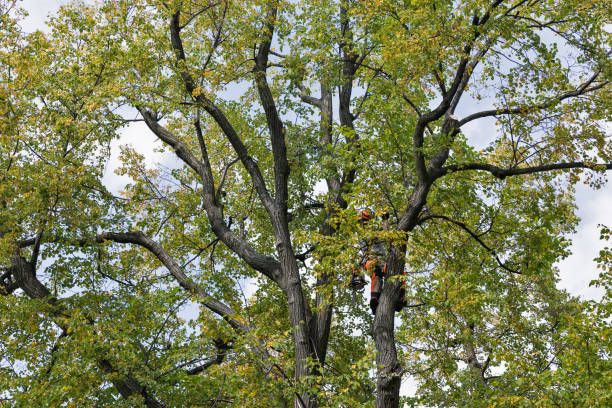 Best Tree Preservation Services  in Girard, PA